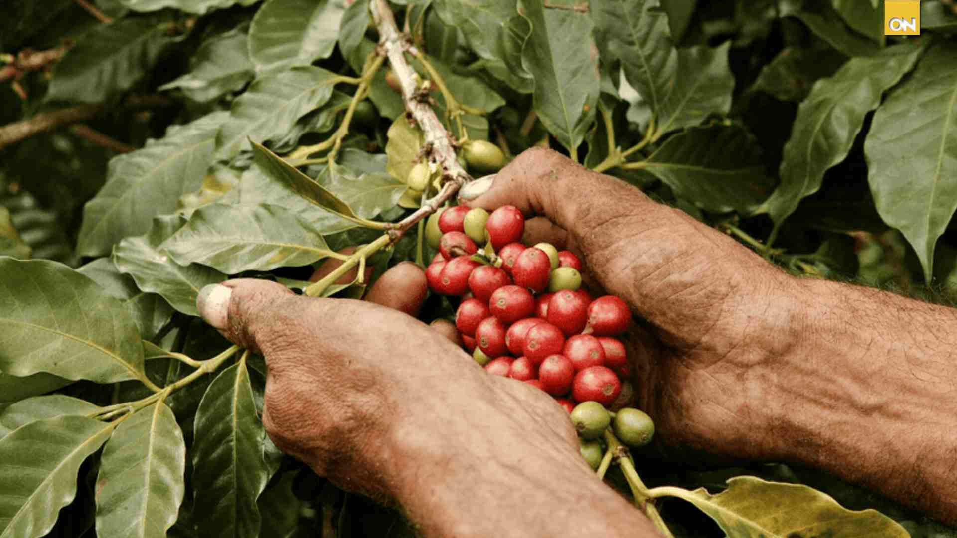 Déficit comercial de Honduras cae un 10.5% en 2025 gracias al impulso del café